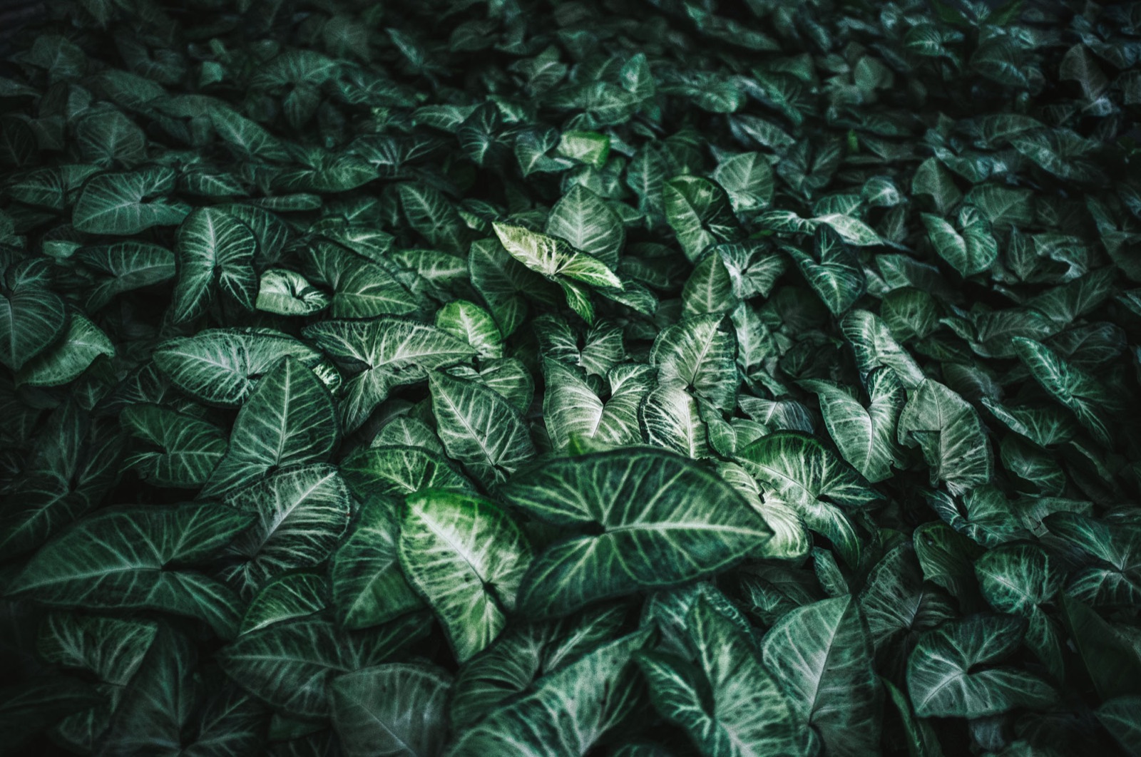 Folhagens verdes escuras editadas com os presets FG